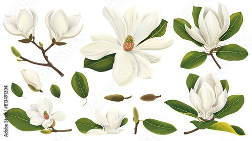 Set of magnolia elements including magnolia blooms  buds  petals  and broad leaves