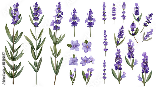 Set of lavender elements including lavender sprigs  individual flowers  leaves  and buds