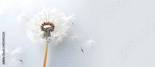 dandelion on a white background  condolence  grieving card  loss  funerals  support