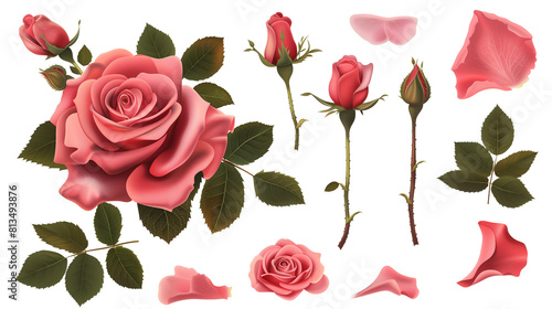Set of rose elements including a blooming rose  rose buds  petals  and leaves