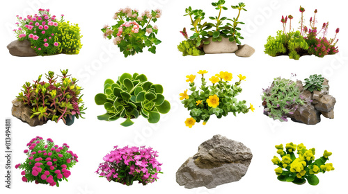 Set of alpine blooms ideal for rock gardens including saxifrage, sedum, and thyme photo