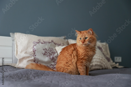 A cute ginger cat is sitting on the bed in the bedroom