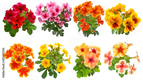 Set of vibrant bedding flowers including geraniums, marigolds, and petunias