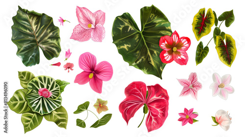 Set of flowers from the rainforest undergrowth including begonia, impatiens, and caladium photo
