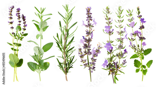 Set of aromatic Mediterranean herbs in bloom including lavender, thyme, and rosemary © MDNANNU