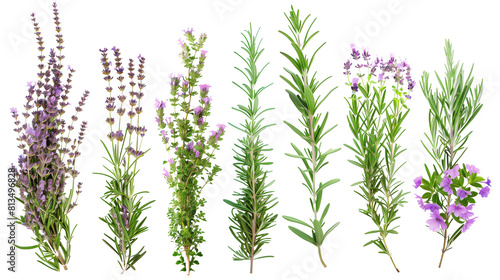 Set of aromatic Mediterranean herbs in bloom including lavender, thyme, and rosemary