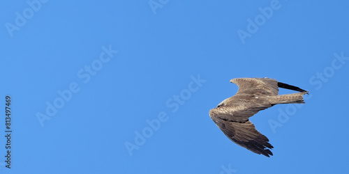 Milan noir - Milvus migrans - rapaces - Accipitridae photo