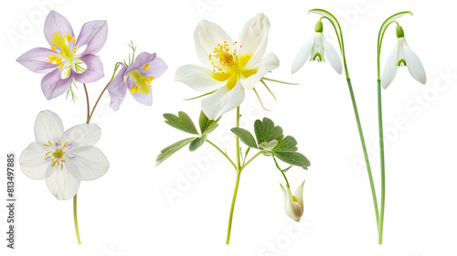 Set of high altitude blooms including columbine, snowdrop, and mountain avens, isolated on transparent background photo