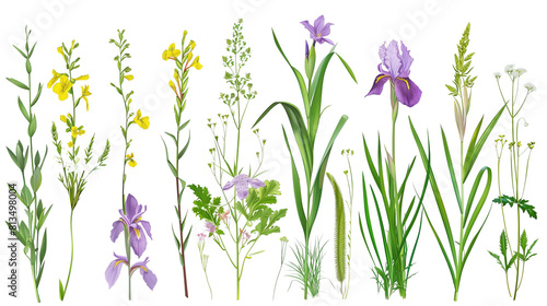 Set of riverbank flowers including irises, willow herb, and reed mace, isolated on transparent background