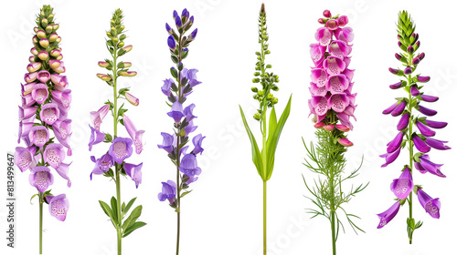 Set of traditional English garden flowers including lavender, foxglove, and lupine, isolated on trnsparent background photo