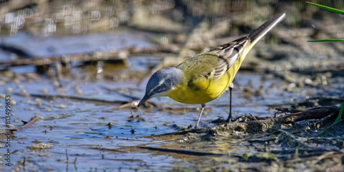 Bergeronnette printanière - Motacilla flava
