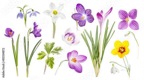 Wallpaper Mural Set of early spring flowers including crocus, snowdrop, and primrose, isolated on transparent background Torontodigital.ca