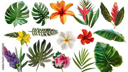 Set of rainforest flowers including heliconia, passion flower, and hibiscus, isolated on transparent background