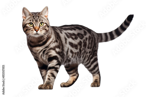 A shorthair silver tabby cat with green eyes stands alert with tail swishing.