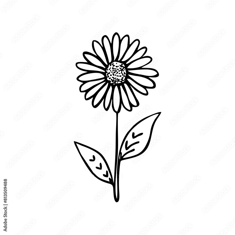 A minimalist, black single line drawing of a daisy flower, white ...
