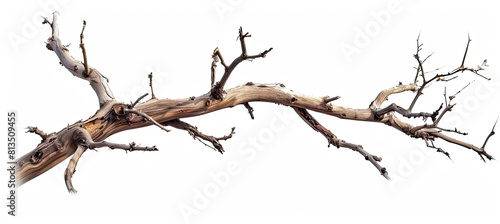 Dry tree branch isolated on white background. Broken branches