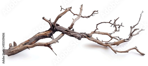 Dry tree branch isolated on white background. Broken branches