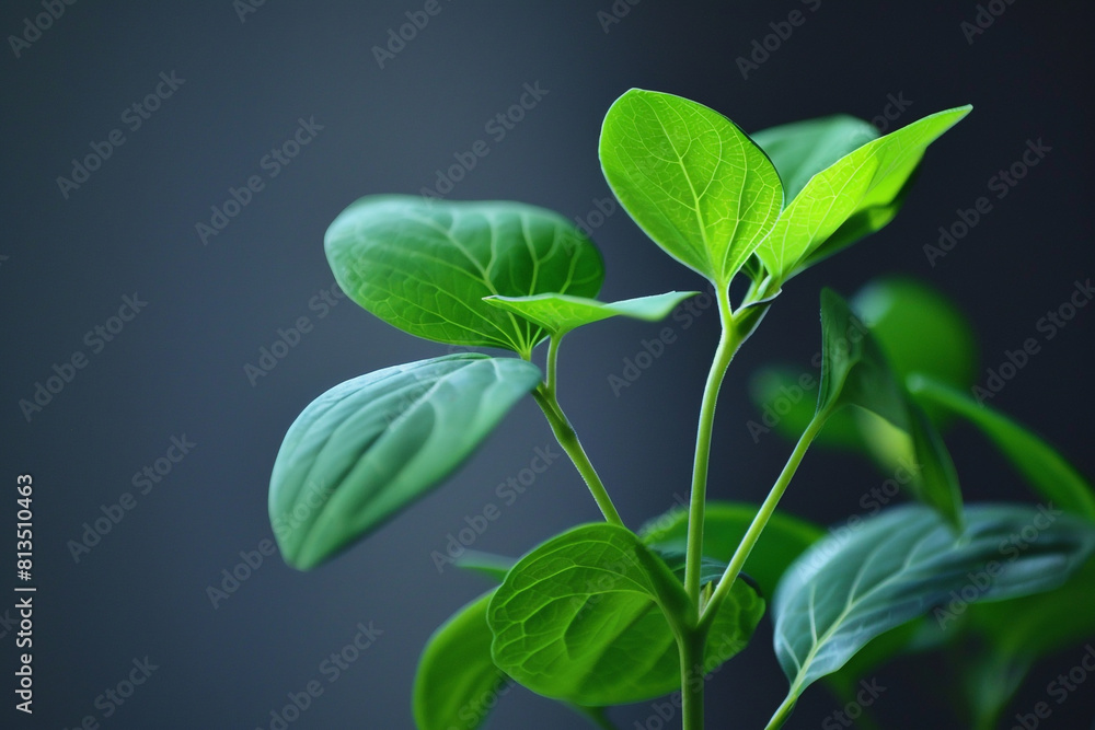 a plant with bright green leaves that stands out in a dark room a plant with bright green leaves that stands out in a dark room