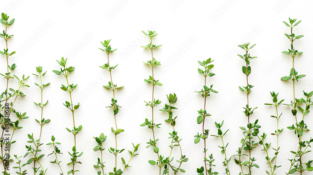 Fresh thyme branches isolated on white background Fresh thyme branches isolated on white background