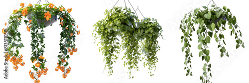 set of creepers with cascading growth and tiny orange blossoms, suitable for hanging baskets, isolated on transparent background photo