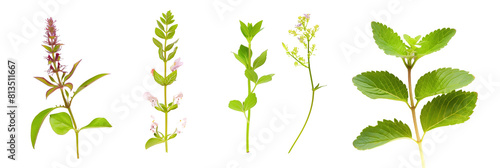 set of medicinal creepers with healing properties and small  unassuming flowers  used in herbal gardens  isolated on transparent background