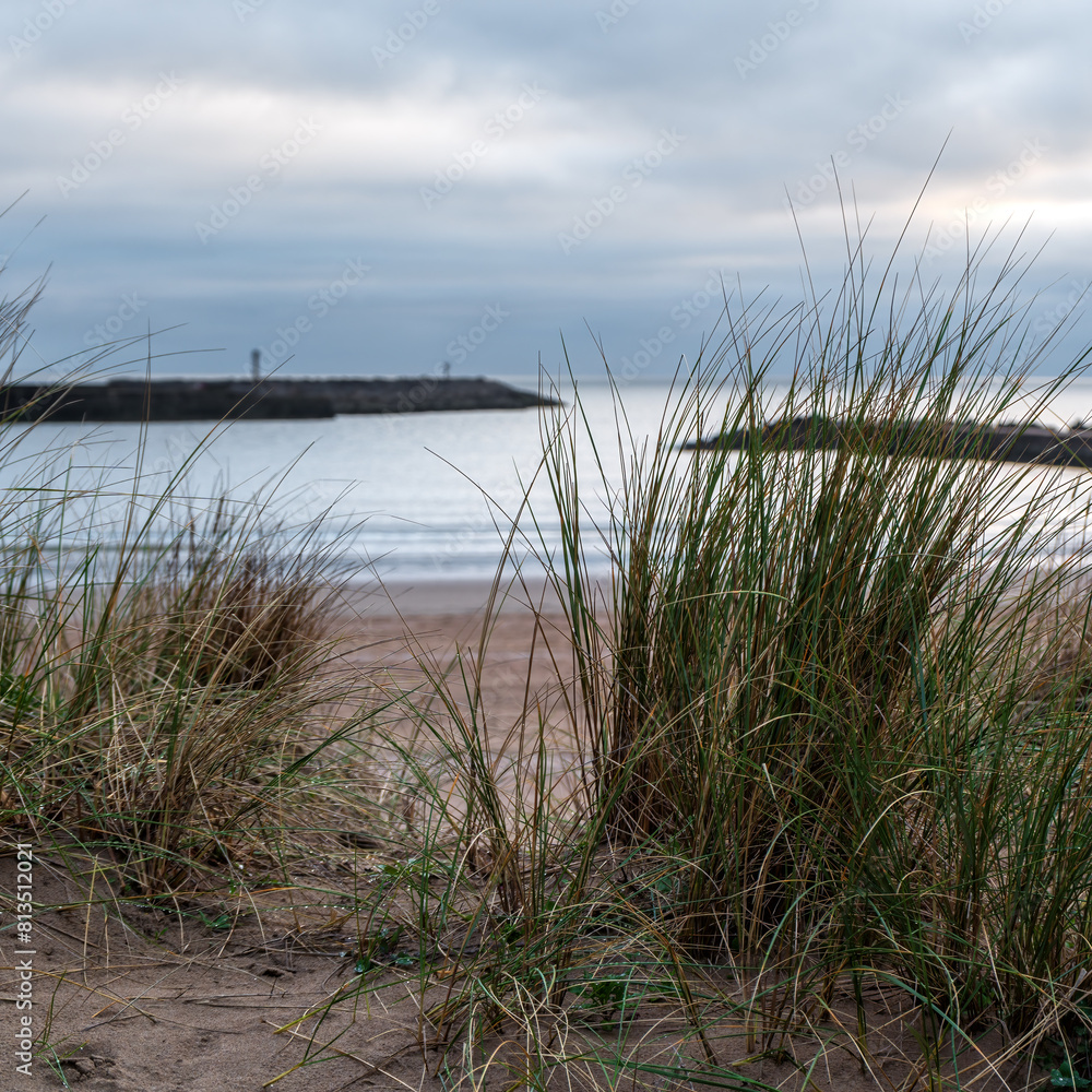 grass on Aberavon beach, Port Talbot, South Wales grass on Aberavon beach, Port Talbot, South Wales