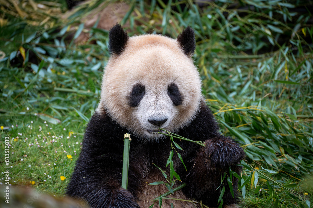 Obraz premium Pandas géants