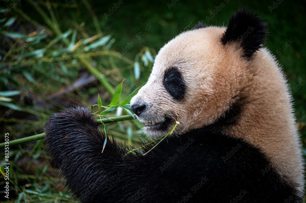 Fototapeta premium Pandas géants