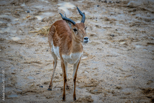 Canvas Print Antilope