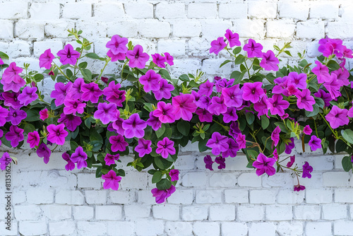 A row of bright purple flowers against a bright white brick wall creates a beautiful contrast of colors in a piece of nature