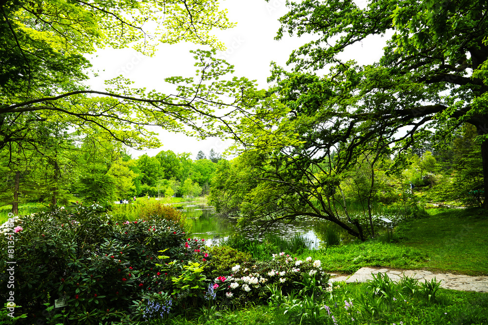 Obraz premium rhododendron bush in a botanical garden, munich bavaria