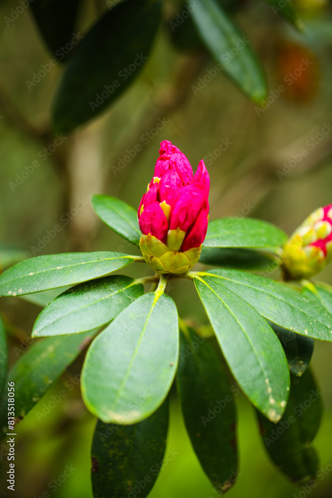Fototapeta premium rhododendron bush in a botanical garden, munich bavaria