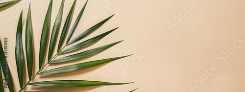 Palm leaves on a beige background with copy space for text. A minimal summer concept. A flat lay, top view in the style of a minimal style. Web banner with empty space