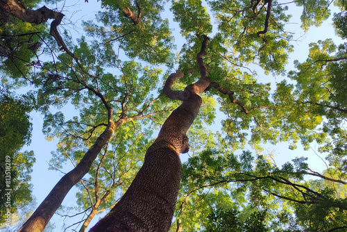Two slender tall ash trees in the last rays of the setting sun