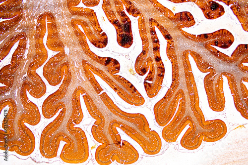 Histological Brain of mouse, Cerebellum, Sympathetic ganglion And Peripheral nerve of cat under the microscope for education.