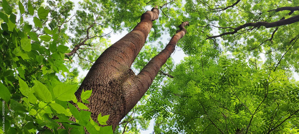 Forked ash tree in bright green foliage Forked ash tree in bright green foliage