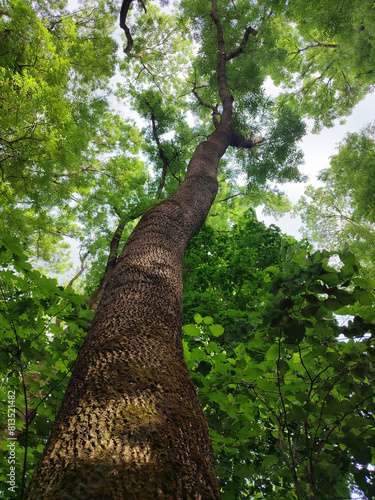 A tall forty-meter ash tree overgrown with moss