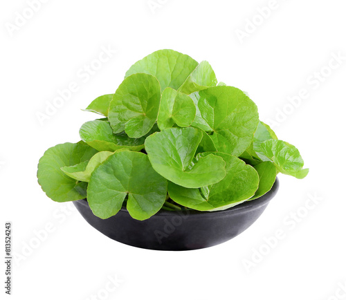 Centella asiatica in a black ceramic bowl.