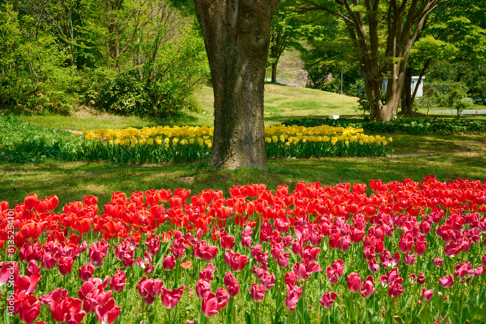 チューリップが咲き誇る公園の風景 チューリップが咲き誇る公園の風景