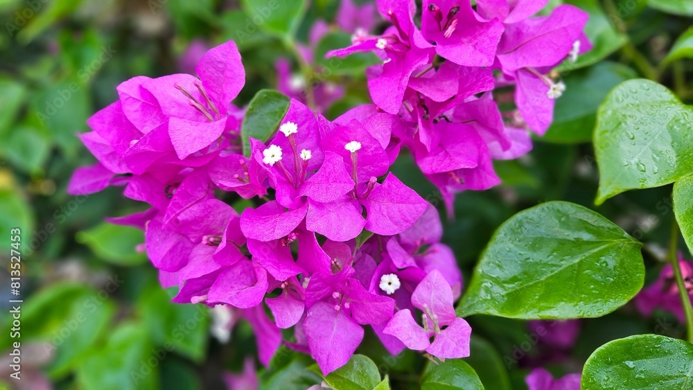 Close up of bougainvillea flower blooming in the garden at Mekong Delta Vietnam. Close up of bougainvillea flower blooming in the garden at Mekong Delta Vietnam.