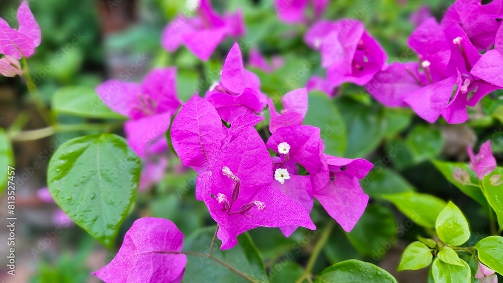 Close up of bougainvillea flower blooming in the garden at Mekong Delta Vietnam. Close up of bougainvillea flower blooming in the garden at Mekong Delta Vietnam.