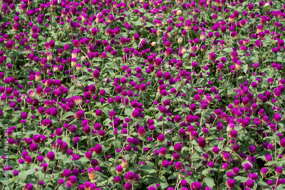 Obraz premium Purple Globe Amaranth