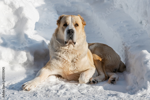 Central Asian Shepherd Dog male adult alabai breed lies guards domain territory white snow winter snowdrifts background