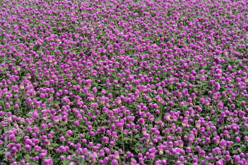 Purple Globe Amaranth