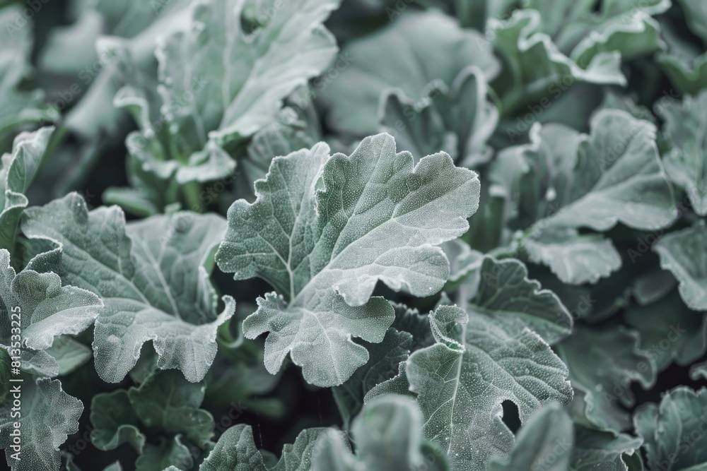 Close-up of a plant covered in frost. Suitable for winter themes Close-up of a plant covered in frost. Suitable for winter themes