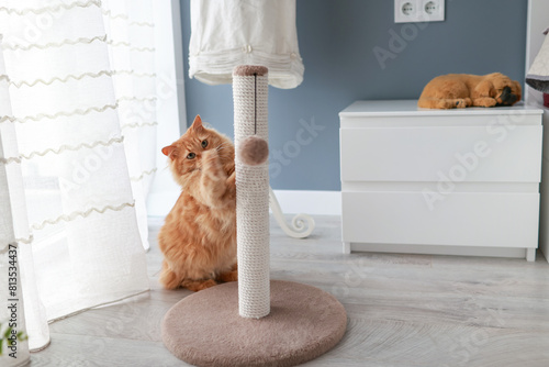 The cat is playing with a ball hanging on a scratching post in the room