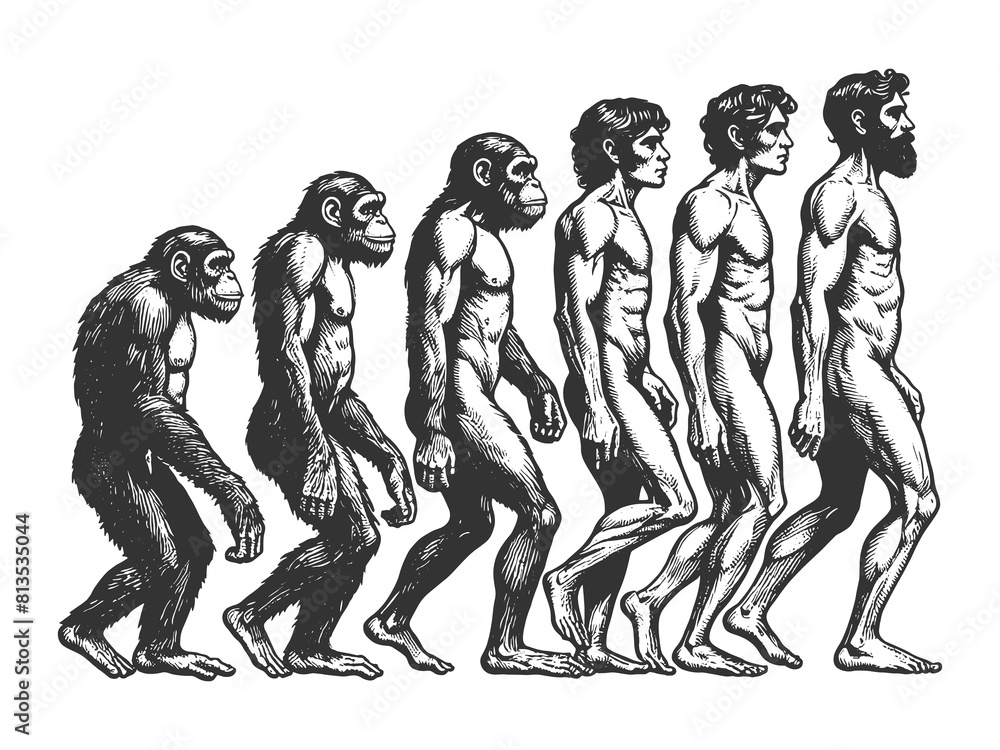 evolution of man from ape through various stages to modern human sketch ...