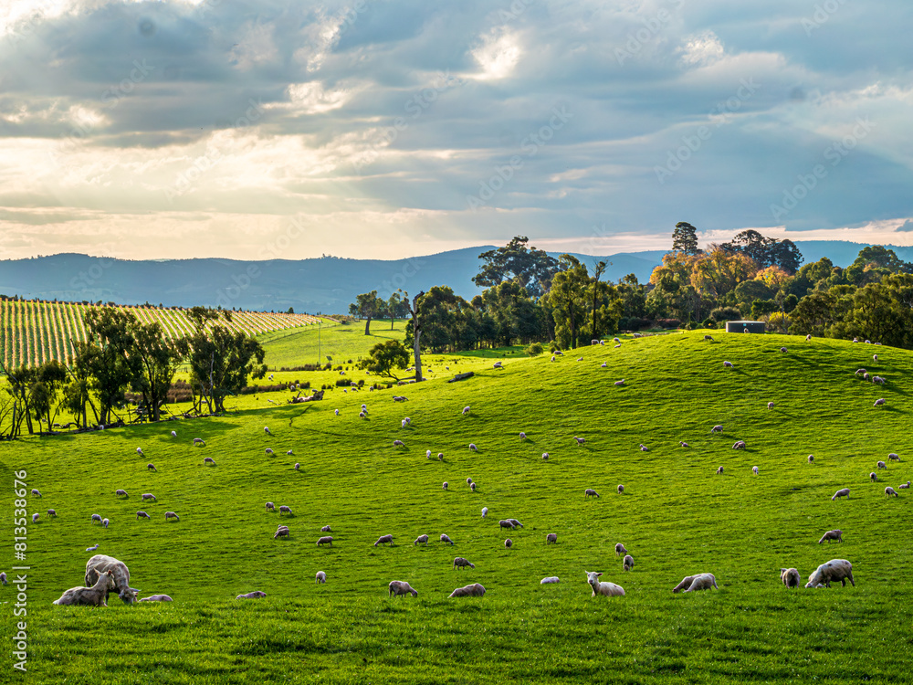 Fototapeta premium Yarra Valley Sheep Grazing Late Afternoon