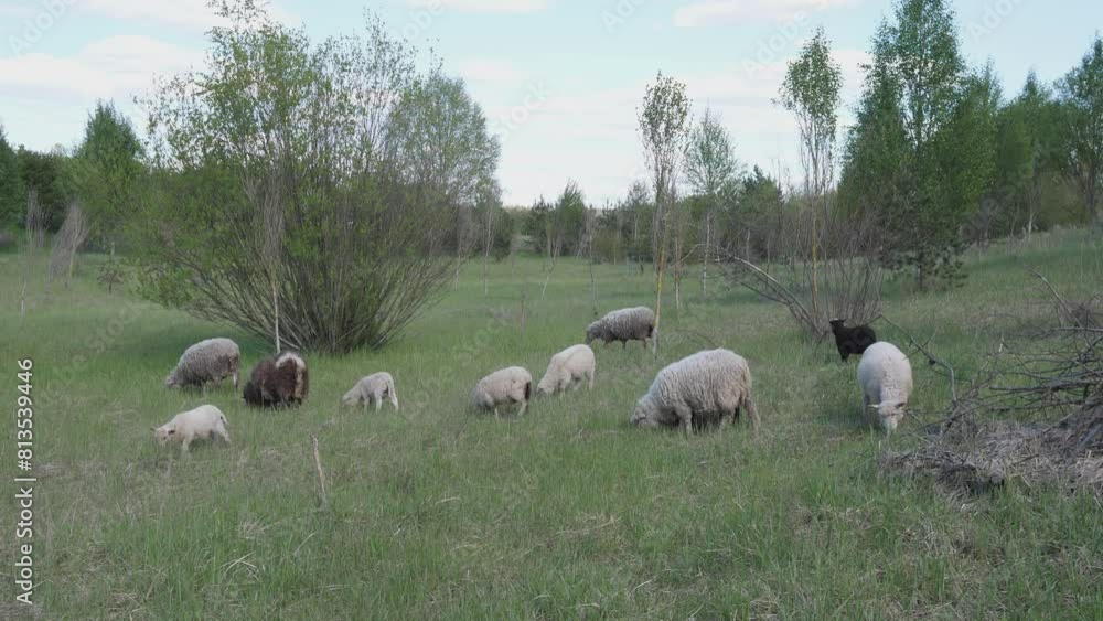 A flock of sheep is sown in a meadow in summer A flock of sheep is sown in a meadow in summer