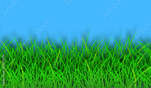 Summer background with green grass. Vector background